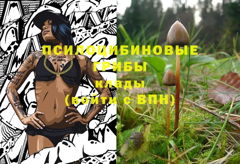 Галлюциногенные грибы Psilocybe Заозёрск